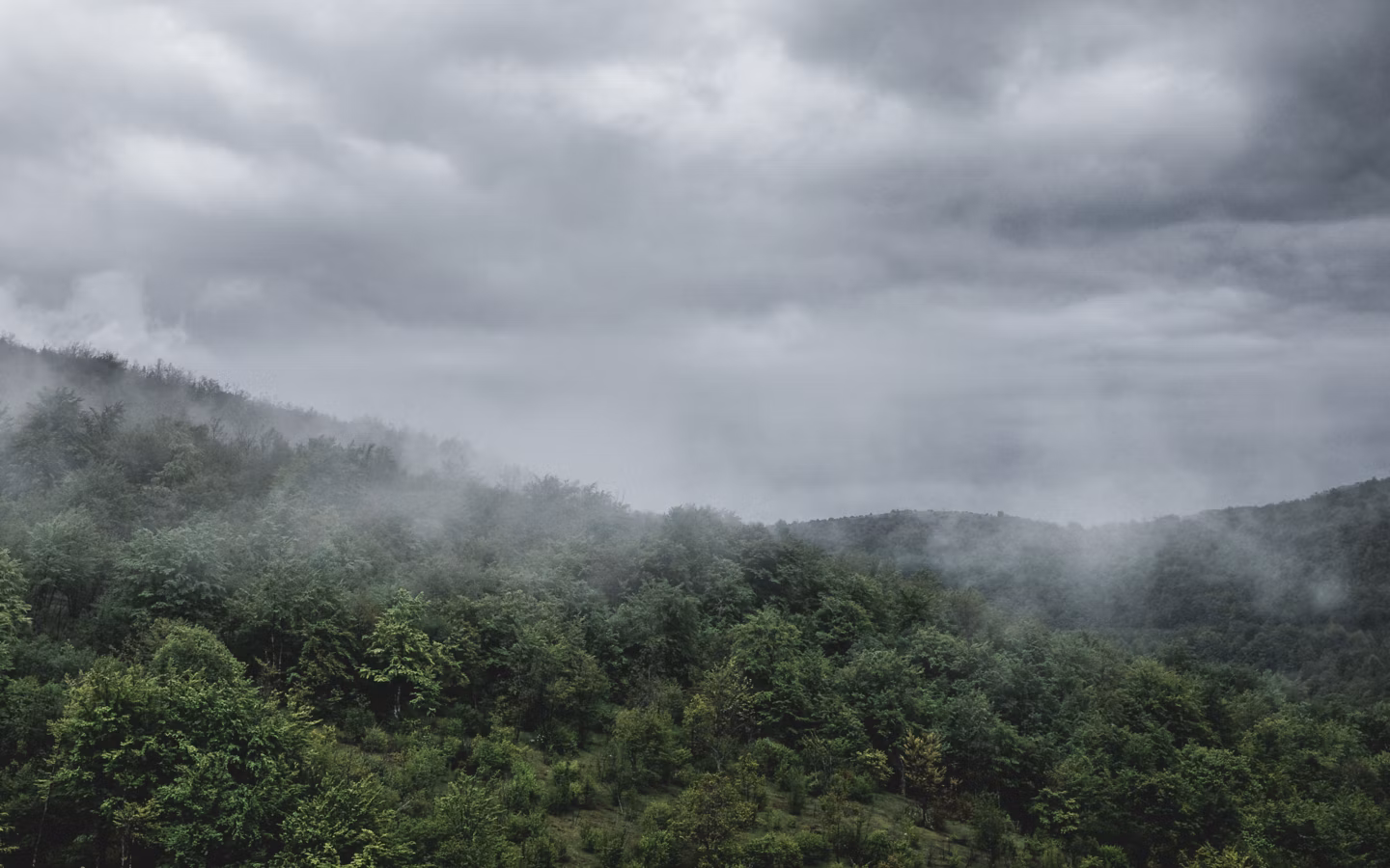 Floresta e céu enevoados